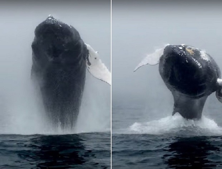 Горбатый кит выпрыгивает из воды