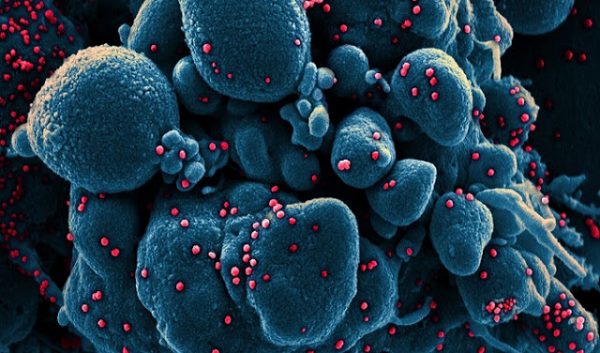 Ученые определили вероятный пик пандемии коронавируса - Гармония ...